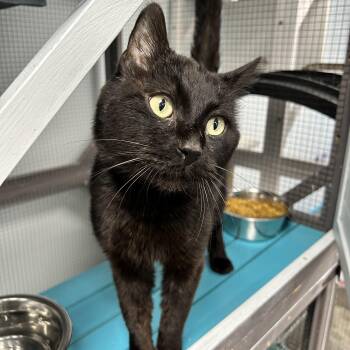 Igris -  Domestic Short Hair Cat for Adoption in Grand Rapids, Michigan - Igris | PetCurious