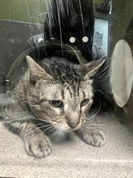 Domestic Short Hair Cats Available for Adoption - Ozzie (Formerly Keemo) | PetCurious