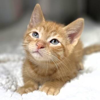 Wyoming -  Domestic Short Hair Cat for Adoption in Michigan City, Indiana - Wyoming | PetCurious