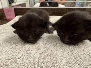Baby boy -  Domestic Short Hair Cat Available for Adoption in Boca Raton, Florida - Baby Boy | PetCurious