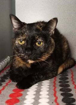 Pepper -  Domestic Short Hair Cat for Adoption in Waupaca, Wisconsin - Pepper | PetCurious
