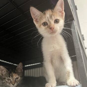 PuddingPop -  Domestic Short Hair Cat for Adoption in Birmingham, Alabama - PuddingPop | PetCurious