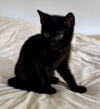 Lottie -  Domestic Short Hair Cat for Adoption in Hudson, New York - Lottie | PetCurious