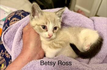 Betsy Ross -  Domestic Short Hair Cat for Adoption in New Bern, North Carolina - Betsy Ross | PetCurious