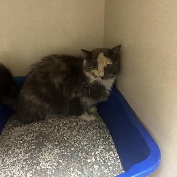 Ruby -  Domestic Medium Hair Cat for Adoption in Conway, New Hampshire - Ruby | PetCurious