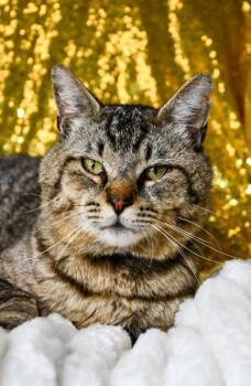 Grandpa Joe -  Domestic Short Hair Cat for Adoption in Yakima, Washington - Grandpa Joe | PetCurious