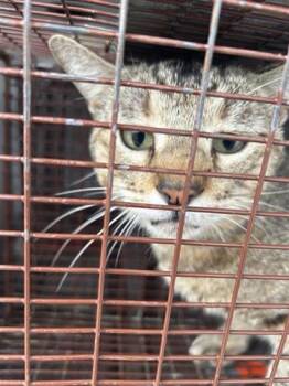 Domestic Short Hair Cats Available for Adoption in Houston, Texas - HARRIS | PetCurious