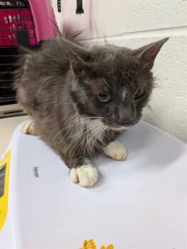 A534277 -  Domestic Medium Hair Cat for Adoption in St. Peters, Missouri - A534277 | PetCurious