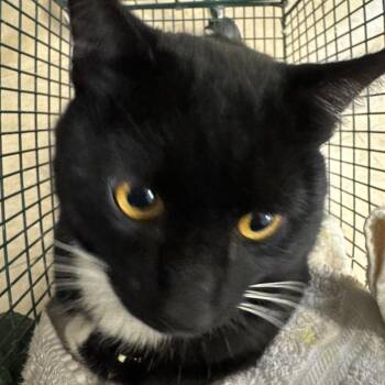 Domestic Short Hair Cats Available for Adoption - Bogart | PetCurious