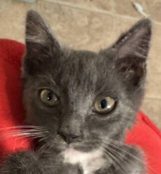 Jeremiah -  Domestic Short Hair Cat for Adoption in Lenoir City, Tennessee - Jeremiah | PetCurious