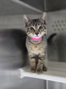 Rescue Domestic Short Hair Cats for Adoption in North Charleston, South Carolina - 89263a Rosalie-PetSmart West Ashley | PetCurious