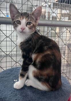 Sora -  Domestic Short Hair Cat for Adoption in Mcpherson, Kansas - Sora | PetCurious