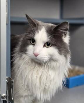 DUTCHESS -  Domestic Medium Hair Cat for Adoption in Loveland, Colorado - DUTCHESS | PetCurious