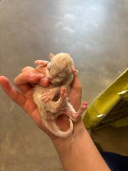 Rescue Domestic Short Hair Cats for Adoption in Douglasville, Georgia - Ghost | PetCurious