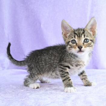 Domestic Short Hair Cats Available for Adoption in Mobile, Alabama - Cadbury | PetCurious