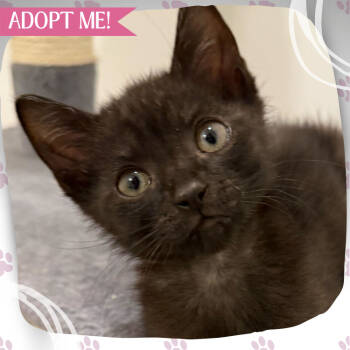 Rescue Domestic Short Hair Cats for Adoption in Toms River, New Jersey - Forte | PetCurious