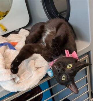 CHARLOTTE -  Domestic Short Hair Cat for Adoption in Leesburg, Virginia - CHARLOTTE | PetCurious