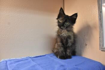 Athena -  Domestic Medium Hair Cat for Adoption in North Judson, Indiana - Athena | PetCurious