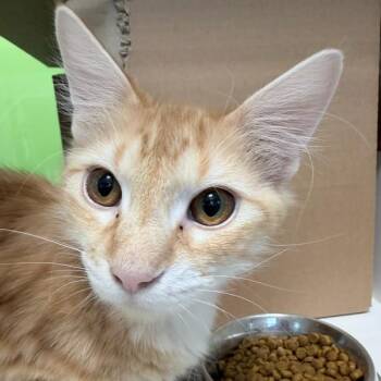 Domestic Long Hair Cats Available for Adoption - Sir Frederick Meowington | PetCurious