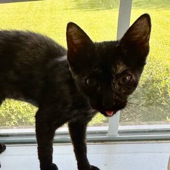 Rescue Domestic Short Hair Cats for Adoption in Abbeville, South Carolina - 1311 Toni | PetCurious