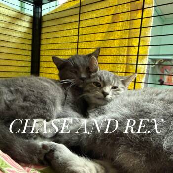 Domestic Short Hair Cats Available for Adoption - Chase & Rex (siblings) | PetCurious