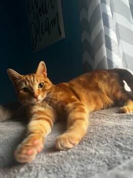 Domestic Short Hair Cats Available for Adoption - Ron | PetCurious