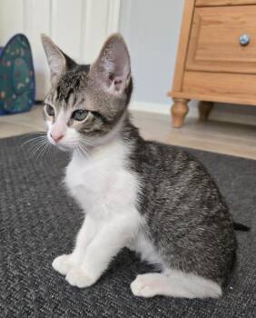 Orion Nightsky -  Domestic Short Hair Cat for Adoption in Chandler, Arizona - Orion Nightsky | PetCurious