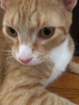 Rescue American Shorthair and Maine Coon Cats for Adoption in Mound, Minnesota - Mittens | PetCurious