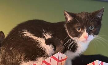Blandon -  Domestic Short Hair Cat for Adoption in Trenton, New Jersey - Blandon | PetCurious