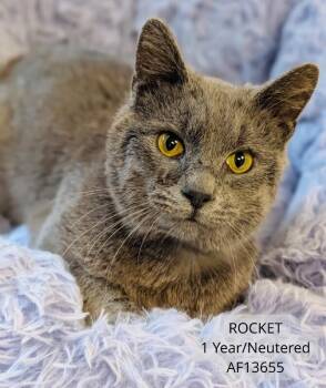 Domestic Short Hair Cats Available for Adoption - Rocket | PetCurious