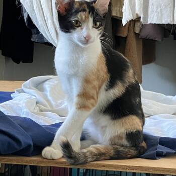 Juniper -  Domestic Short Hair Cat for Adoption in Colorado Springs, Colorado - Juniper | PetCurious
