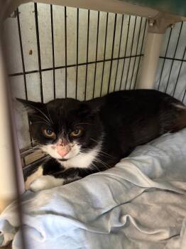 Flamigo -  Domestic Short Hair Cat for Adoption in Hartford City, Indiana - Flamigo | PetCurious