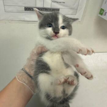 Schmitt -  Domestic Short Hair Cat for Adoption in Charleston, West Virginia - Schmitt | PetCurious