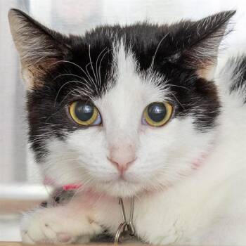 PHOENIX -  Domestic Short Hair Cat for Adoption in St. Louis, Missouri - PHOENIX | PetCurious