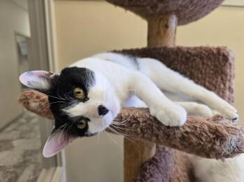 Domestic Short Hair Cats Available for Adoption - Jubu | PetCurious
