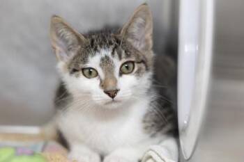 05625B Larry -  Domestic Short Hair Cat for Adoption in North Charleston, South Carolina - 05625B Larry | PetCurious