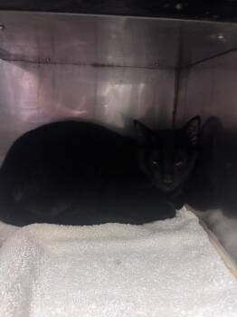 Ollie -  Domestic Short Hair Cat for Adoption in Burgaw, North Carolina - Ollie | PetCurious