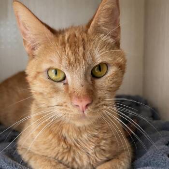 Domestic Short Hair Cats Available for Adoption in Pontiac, Michigan - Tangerine | PetCurious