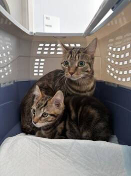 Onyx -  Domestic Short Hair Cat for Adoption - Onyx | PetCurious