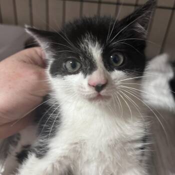 Zorro (C000-226) - Costa Mesa Location -  Domestic Short Hair Cat for Adoption in Chino Hills, California - Zorro (C000-226) - Costa Mesa Location | PetCurious