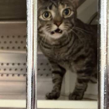 Rose (Pepper) -  Domestic Short Hair and Mixed Breed Cat for Adoption in Ashtabula, Ohio - Rose (Pepper) | PetCurious