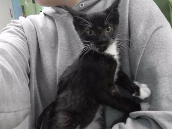 Rescue Domestic Short Hair Cats for Adoption in Omaha, Nebraska - SCREAM | PetCurious