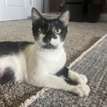 Rescue Domestic Short Hair Cats for Adoption - Perdita | PetCurious