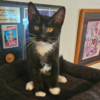 Atticus -  Domestic Short Hair Cat for Adoption in Chino Hills, California - Atticus | PetCurious