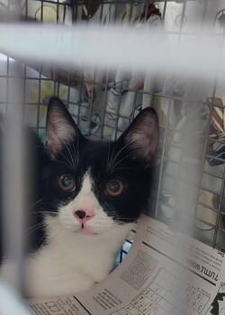 Domestic Short Hair Cats Available for Adoption in Trenton, New Jersey - Sprout | PetCurious