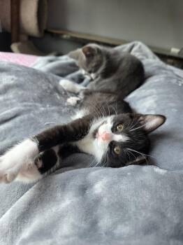 Domestic Short Hair Cats Available for Adoption - Carmen | PetCurious