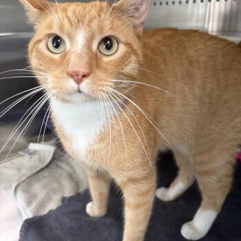 Garibaldi -  Domestic Short Hair Cat for Adoption in Seneca, Pennsylvania - Garibaldi | PetCurious