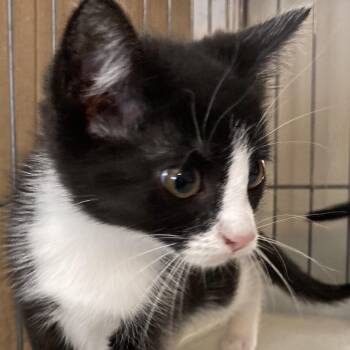 Domestic Medium Hair Cats Available for Adoption in Marion, Illinois - Myra | PetCurious