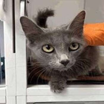 Rita -  Domestic Short Hair Cat for Adoption in Indianapolis, Indiana - Rita | PetCurious