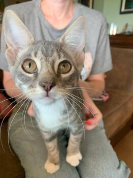 Rescue Domestic Short Hair Cats for Adoption in Fresno, California - Espresso | PetCurious